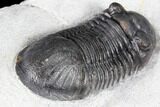 Paralejurus Trilobite Fossil - Very Nice Specimen #86751-4